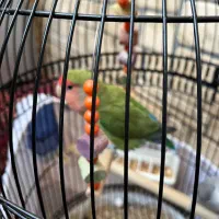 طوطی برزیلی|پرنده|ری, شهرری|دیوار