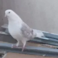 دوکت سرور ماده|پرنده|بومهن, |دیوار