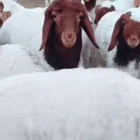 گوسفند زنده ۲۵کیلوتا۹۵‌ تمام نقاط تهران باقصاب