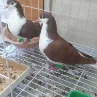 یه جفت شیرازی سرخ