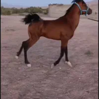 نریون درهشوری