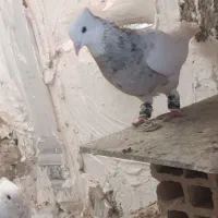 کبوتر نسل دار پشت دار