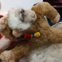 تعدادی اسباب بازی|اسباببازی بچه|تبریز, |دیوار