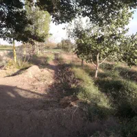 قطعه باغ فروشی در روستای گله بان|فروش دفتر صنعتی، کشاورزی، تجاری|یامچی, |دیوار