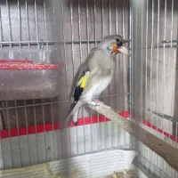 سهره یک سال نر