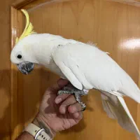 طوطی کاکادو،اکلکتوس ماده،لوری،راهب،ملنگو