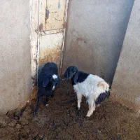 سه عدد بزغاله