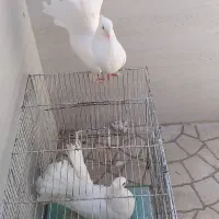کبوتر دمچتری