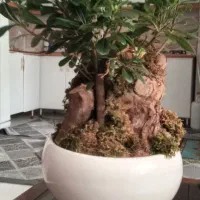 گل اپارتمانی