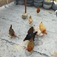 مرغ|حیوانات مزرعه|بوکان, |دیوار