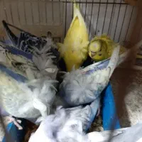 مرغ عشق پروانه ای فروشی دارید