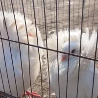 کبوتر شامپیون|پرنده|ارومیه, |دیوار