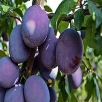 فروش نهال آلو خرمایی گوشتی|خدمات باغبانی و درختکاری|قیدار, |دیوار