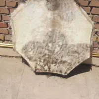تبل پوستی هشت گوش
