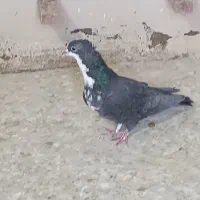 کفتر شهری و کرمانی|پرنده|شیراز, آزادگان|دیوار