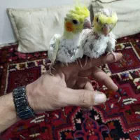 عروس هلندی سالم