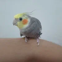 فروش عروس هلندی