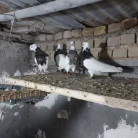 طوقی|پرنده|شهرآباد, |دیوار