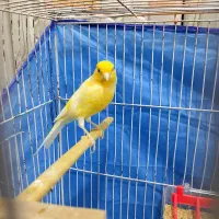 قناری نر مست