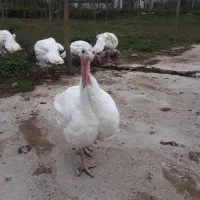 بقلمون  بیوتی