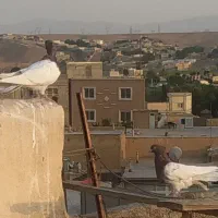 تعدادی کله سرخ دوعدد جوجه سینه ای
