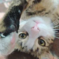 گربه گم شده|حیوانات|تبریز, |دیوار