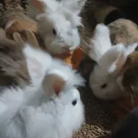 ۱۰تا خرگوش لوپ|موش و خرگوش|ملک‌آباد, |دیوار