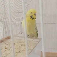 مرغ عشق ماده سالم و جوان