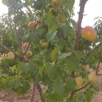 فروش باغ ۸۰۰ متری|فروش زمین و ملک کلنگی|قزوین, |دیوار