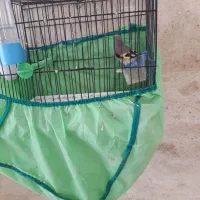 سهره کرمونی|پرنده|خمینی‌شهر, |دیوار