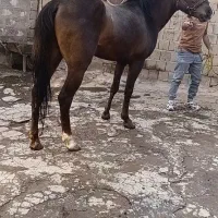 اسب نر