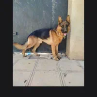 جفت ژرمن شپرد نر و مادع|سگ|تهران, امیریه|دیوار