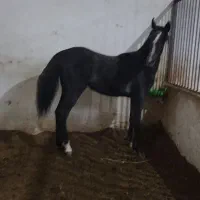 کره ی ساله
