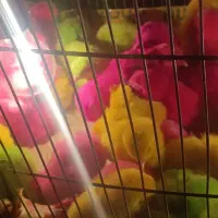 جوجه رنگی در چهار رنگ دونی 40تومن