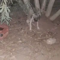 توله سرابی