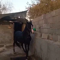 اسب|اسب و تجهیزات اسب‌سواری|تهران, جوادیه|دیوار