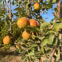 ۲ هکتارباغ میوه وانگوربا خانه‌باغ-استخردربیگم‌قلعه|فروش زمین و ملک کلنگی|نقده, |دیوار