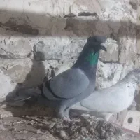 کبوتر آلمانی کاکلی