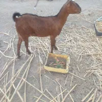 بربری دو ماه آبستن|حیوانات مزرعه|چابهار, |دیوار