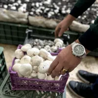 پرورش قارچ با سرمایه کم در فضای بسته