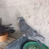 کبوتر زاغ صرب|پرنده|جیرفت, |دیوار