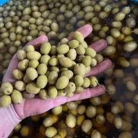 فروش زیتون کلی