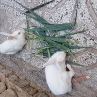 خرگوش