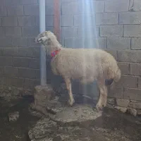 قوچ پلنگی سفید سه شیره