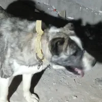 سگ افغان ،نکهبان