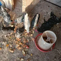 تخم نطفه دار گلین لری اصیل ریشی چهل تاج|حیوانات مزرعه|فولادشهر, زاینده رود|دیوار