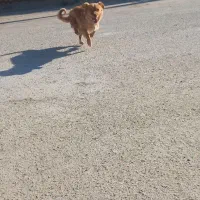 سگ پاکوتاه حرف گوش کن بازی گوش|سگ|آشخانه, |دیوار