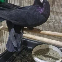 کبوتر زاغ صرب|پرنده|قدس, شهرک دانش|دیوار