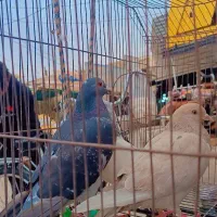 کبوتر|پرنده|خرمشهر, |دیوار