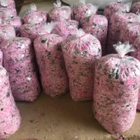 نهال گل محمدی سالم در گلدان پلاستیکی|گل و گیاه طبیعی|شیراز, رکنآباد|دیوار